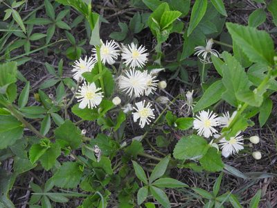Clematis campestris, photographed by Eduardo Luis Beltrocco