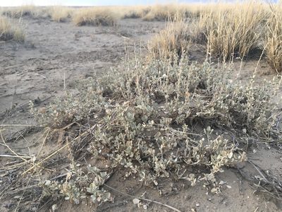 Atriplex obovata, photographed by Cecelia Alexander