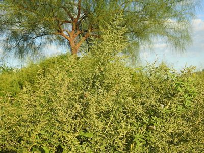 Artemisia annua, photographed by Eduardo Luis Beltrocco