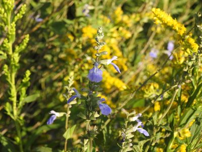 Salvia pallida, photographed by Eduardo Luis Beltrocco