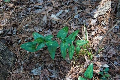 Smilax maritima, photographed by Mike Duran