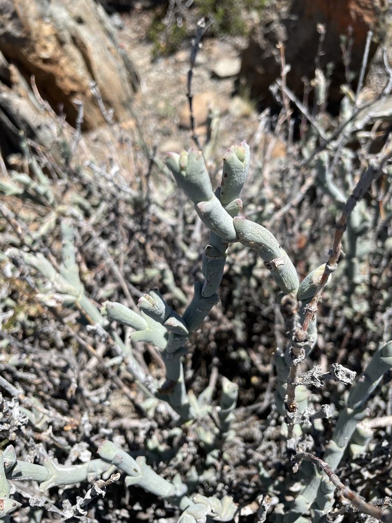 Ruschia crassa, photographed by Sean Privett