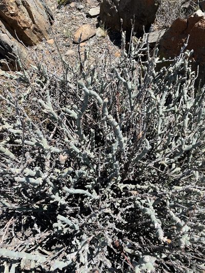 Ruschia crassa, photographed by Sean Privett