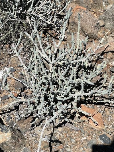 Ruschia crassa, photographed by Sean Privett