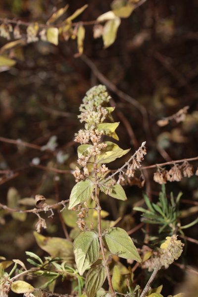 Cunila polyantha, photographed by Zazil Dellamary