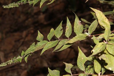 Cunila polyantha, photographed by Zazil Dellamary