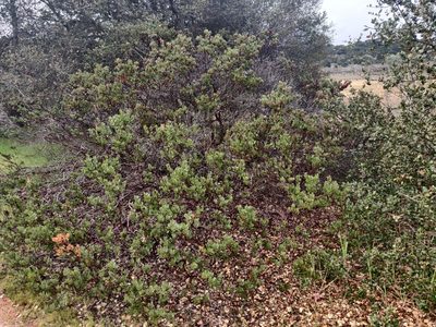 Arctostaphylos montereyensis, photographed by Alexander Wentworth