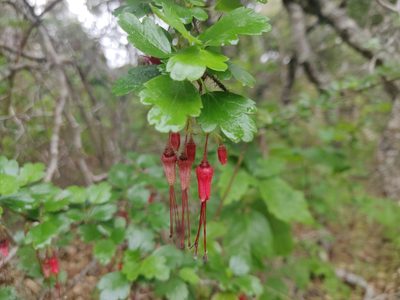 Ribes speciosum, photographed by Alexander Wentworth