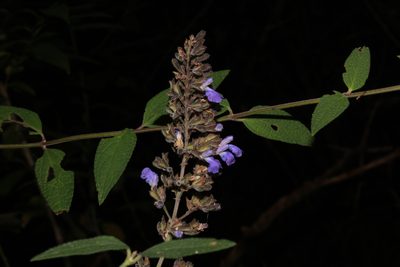 Salvia thyrsiflora, photographed by Zazil Dellamary