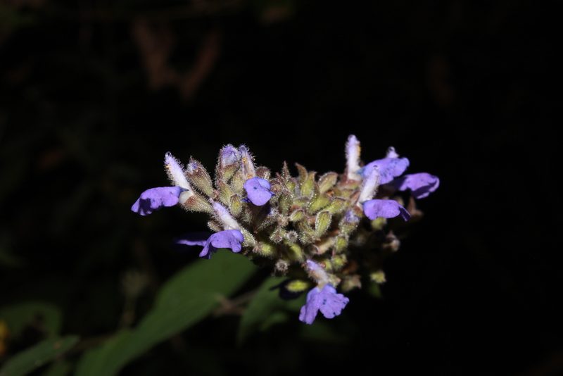 Salvia thyrsiflora, photographed by Zazil Dellamary