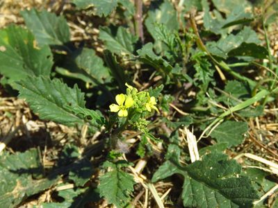 Rapistrum rugosum, photographed by Annika Lindqvist