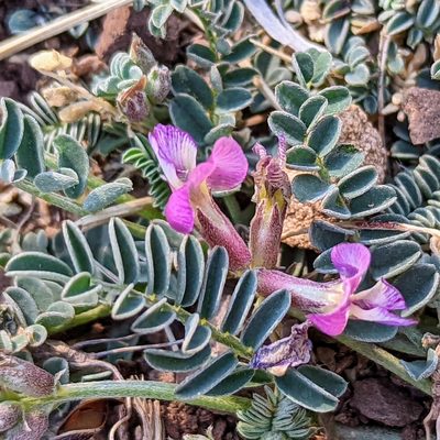 Astragalus nothoxys, photographed by James Fowler