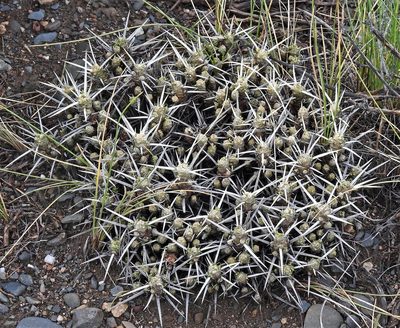 Maihuenia patagonica, photographed by Hugo Hulsberg