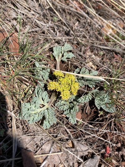 Cymopterus longipes, photographed by Anders Hastings