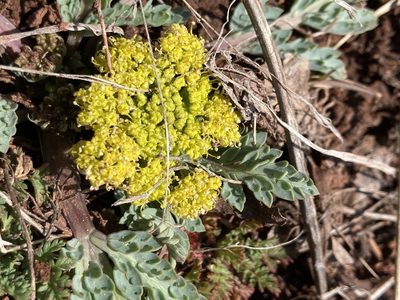 Cymopterus longipes, photographed by Anders Hastings