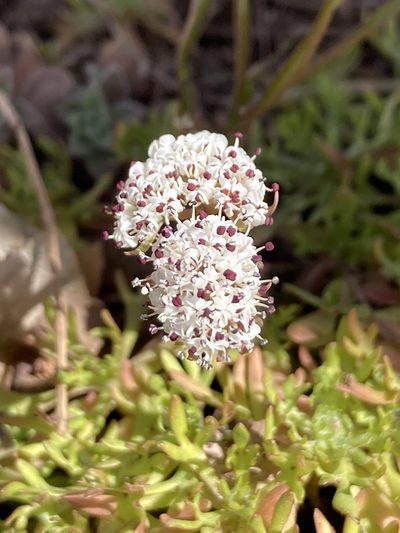 Lomatium linearifolium, photographed by Anders Hastings