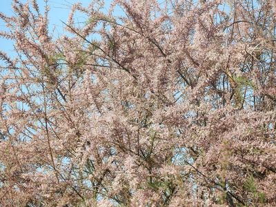 Tamarix ramosissima, photographed by Mary K. Hanson