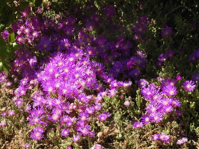 Drosanthemum floribundum, photographed by Mary K. Hanson