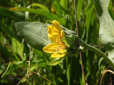 Wyethia helenioides, photographed by Mary K. Hanson