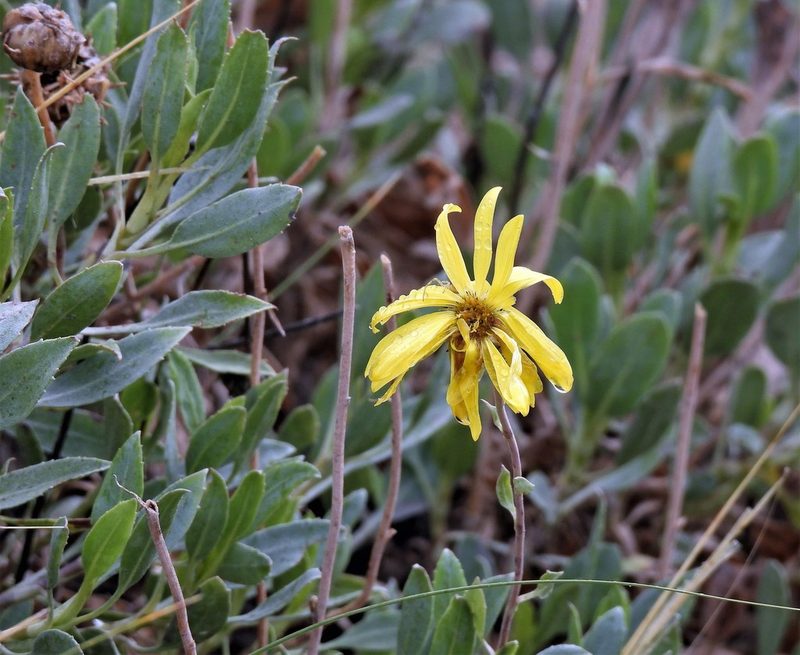 Grindelia chiloensis, photographed by Hugo Hulsberg