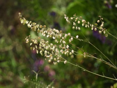 Thysanocarpus curvipes, photographed by Mary K. Hanson