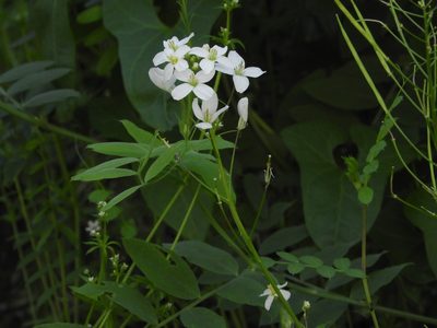 Cardamine californica, photographed by Mary K. Hanson
