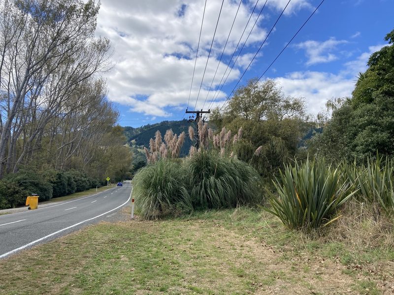 Cortaderia jubata, photographed by Andy McKay