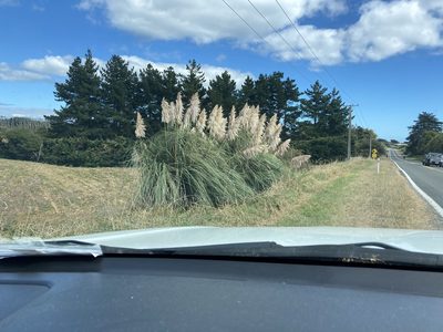Cortaderia jubata, photographed by Andy McKay