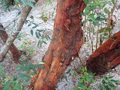 Syzygium antisepticum, photographed by luluchouette