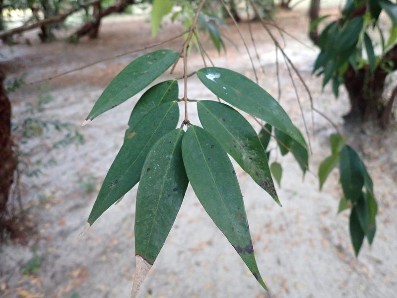 Syzygium antisepticum, photographed by luluchouette