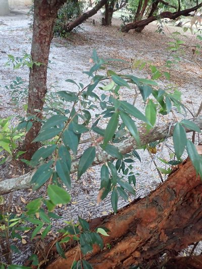 Syzygium antisepticum, photographed by luluchouette