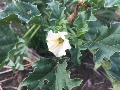 Datura ferox, photographed by Valentín Alfano