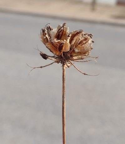 Thapsia gummifera, photographed by Daniel Cahen