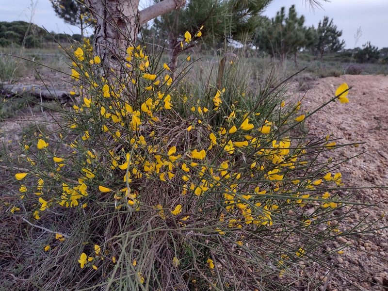 Cytisus grandiflorus, photographed by Daniel Cahen