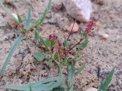 Rumex bucephalophorus, photographed by Daniel Cahen
