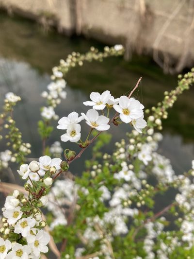 Spiraea thunbergii, photographed by Norio Nomura