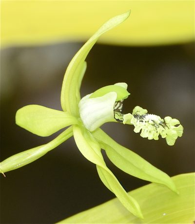Coelogyne pandurata, photographed by Jay Pruett