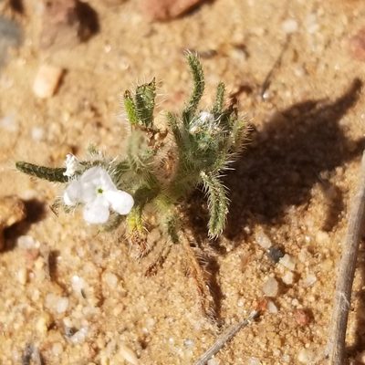 Johnstonella angustifolia, photographed by James C. Davis