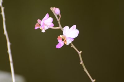 Phalaenopsis pulcherrima, photographed by Jay Pruett