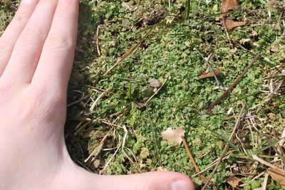 Alchemilla australis, photographed by Violet T.