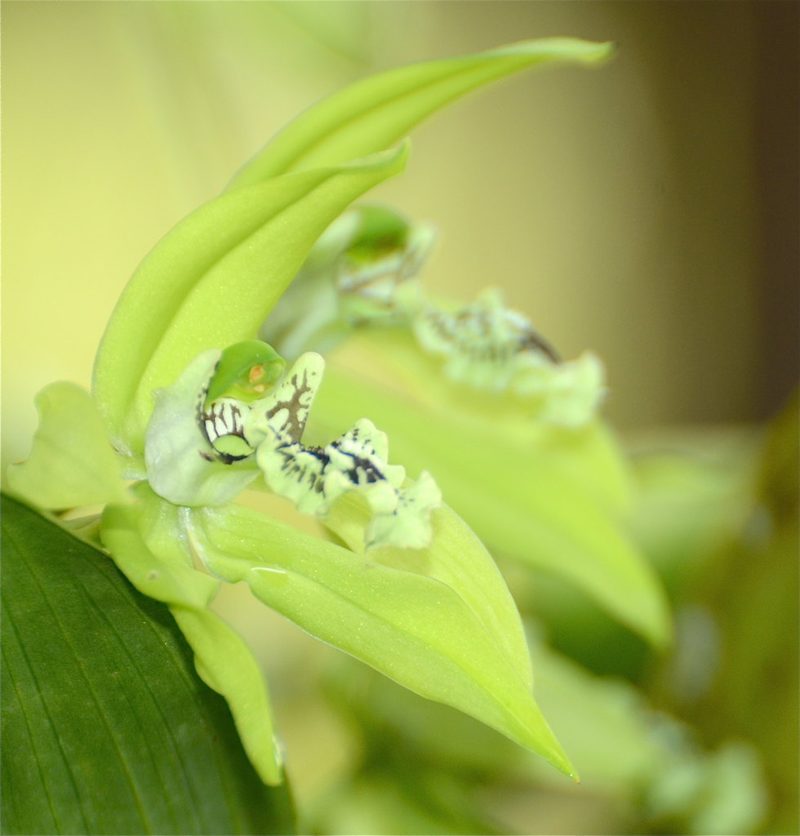 Coelogyne pandurata, photographed by Jay Pruett