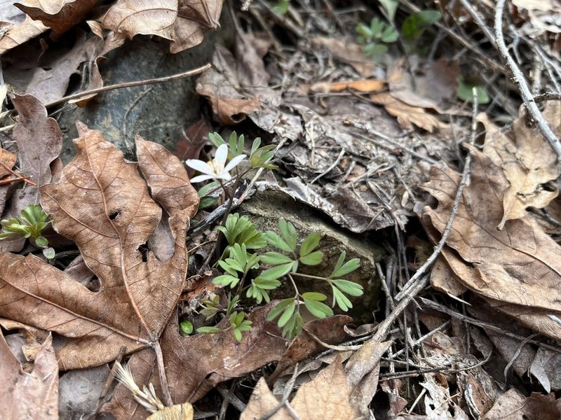 Enemion stipitatum, photographed by Justin Felder