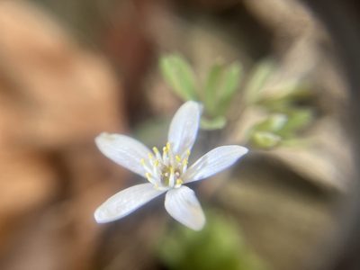 Enemion stipitatum, photographed by Justin Felder