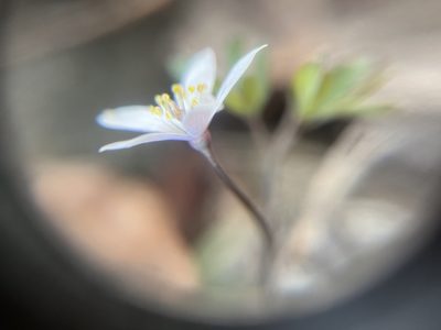 Enemion stipitatum, photographed by Justin Felder