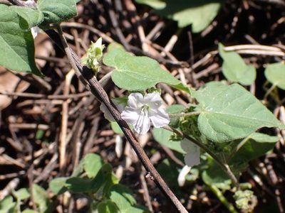 Jacquemontia paniculata, photographed by luluchouette