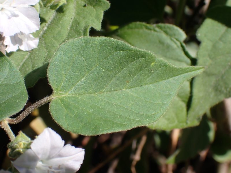 Jacquemontia paniculata, photographed by luluchouette