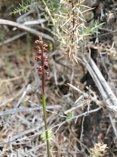Genoplesium nudum, photographed by rempson