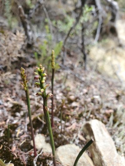 Genoplesium nudum, photographed by rempson
