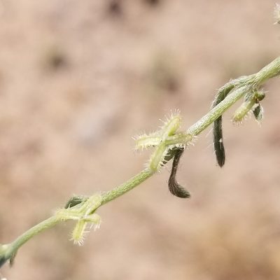Pectocarya linearis, photographed by James C. Davis