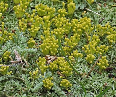 Azorella trifurcata, photographed by Hugo Hulsberg